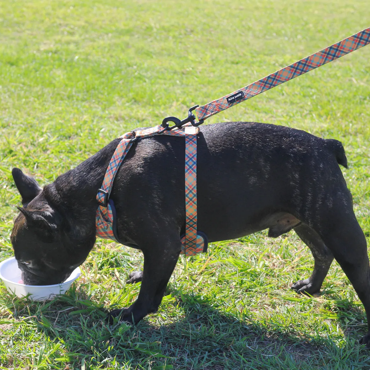 Dog Lead