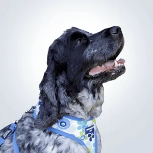 PET HARNESS Floral Blue - Embroidered