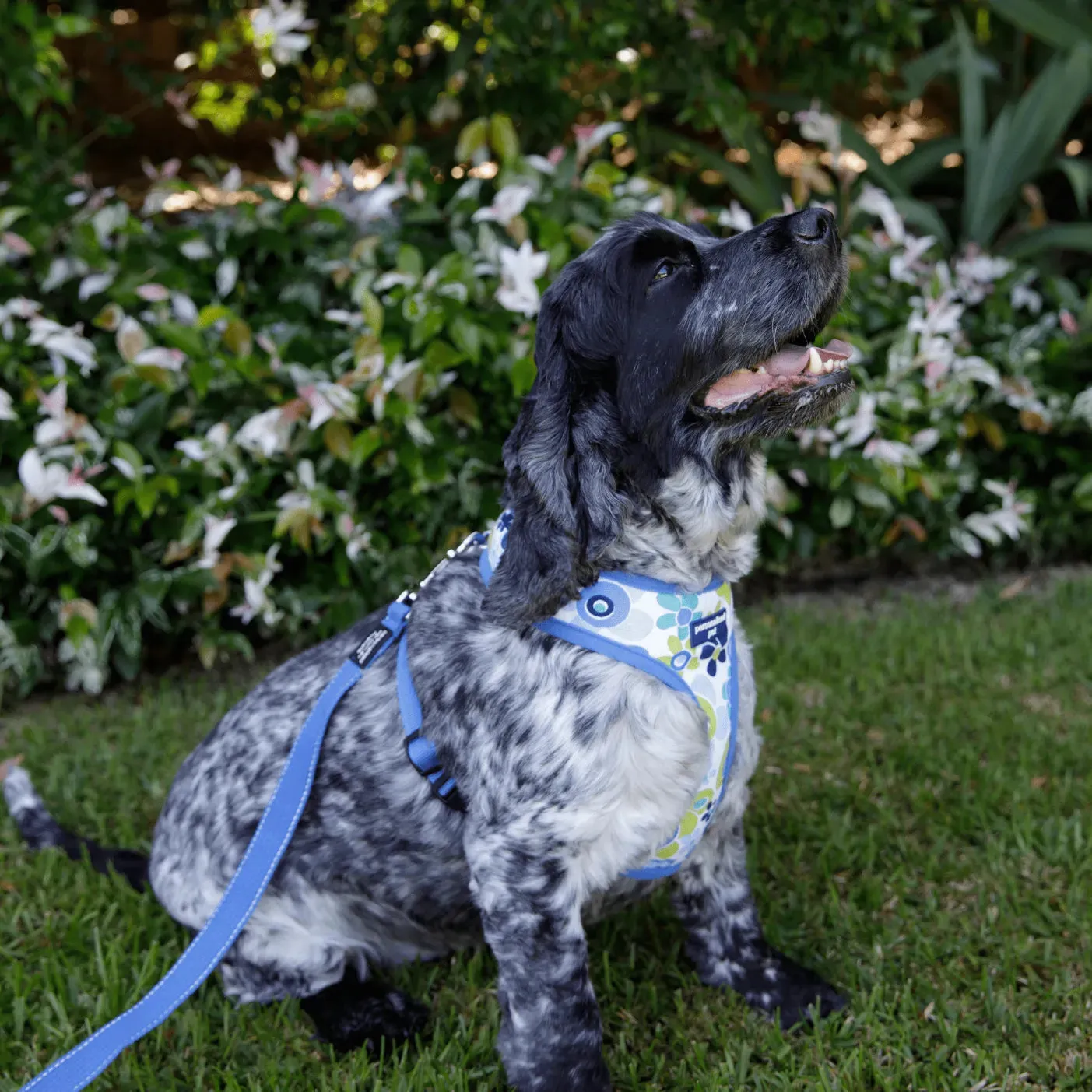 PET HARNESS Floral Blue - Embroidered
